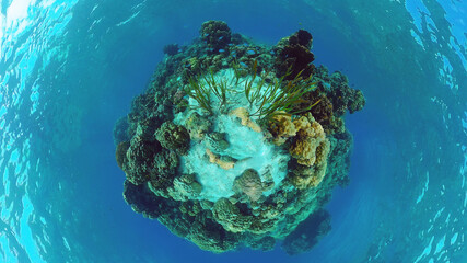 Coral reef underwater with fishes and marine life. Coral reef and tropical fish. Panglao, Bohol, Philippines.