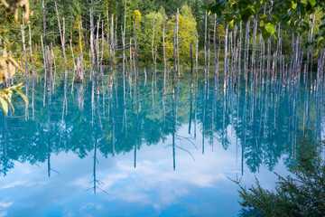 青空を写す秋の青い池　美瑛町
