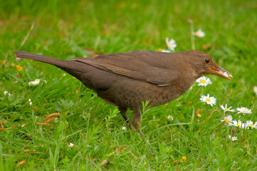 Close up of a female blackbird collecting food in the garden