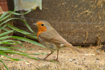 Beautiful robin redbreast looking for food on the path