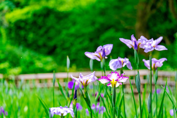 【初夏の花】群生する花菖蒲