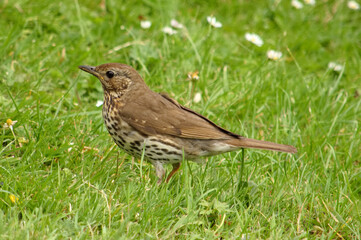 Song Thrush looking alert in the grass