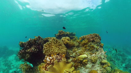 Tropical fishes and coral reef at diving. Underwater world with corals and tropical fishes. Panglao, Bohol, Philippines.