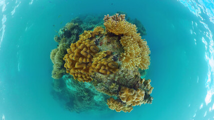Tropical sea and coral reef. Underwater Fish and Coral Garden. Underwater sea fish. Tropical reef marine. Colourful underwater seascape. Panglao, Bohol, Philippines.