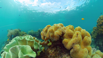 Tropical coral reef seascape with fishes, hard and soft corals. Underwater video. Panglao, Bohol, Philippines.