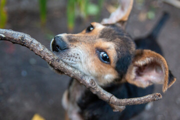 perro primer plano