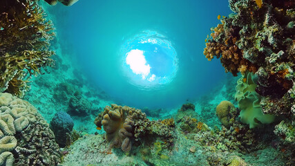 Fototapeta na wymiar Underwater fish reef marine. Tropical colorful underwater seascape with coral reef. Panglao, Bohol, Philippines.