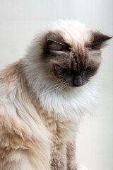 What have I done now