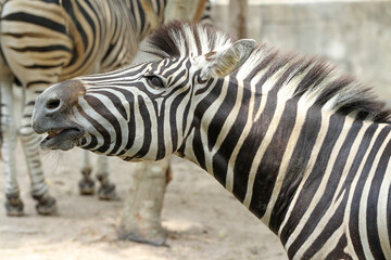 Fototapeta na wymiar Close up head zebra in garden