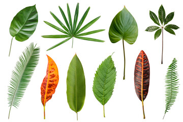 Set of Tropical green leaves isolated on white background.