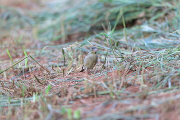 Bonin Green finch (Carduelis sinica kittlitzi) in Ogasawara Island, Japan