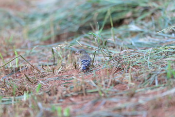 Bonin Green finch (Carduelis sinica kittlitzi) in Ogasawara Island, Japan