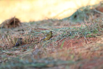 Bonin Green finch (Carduelis sinica kittlitzi) in Ogasawara Island, Japan