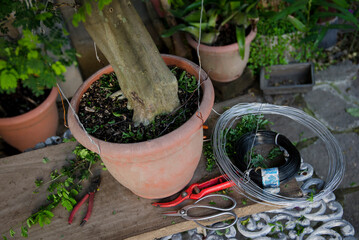 Bonsai tree and tools in a garden