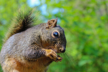 A portret of curious red North American squirrel peeks into