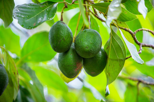 Arbol de paltas