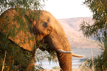 elephan jumbo
