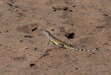 Zebra-tailed Lizard with a colorful green belly on a sandy desert wash trail