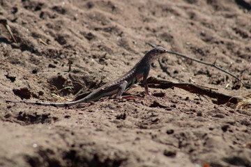 Zebra Tailed Lizard, Callisaurus draconoides,
