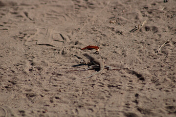 Lizard on a sandy wash desert trail