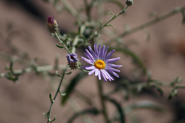 Close-up of a purple hoary tansy-aster flower