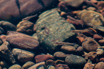 Minnows swimming in shallow riverbed with river rocks in the light murky water