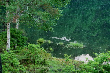 緑一杯の池のある森の風景-　日本、長野県、みしゃかいけ