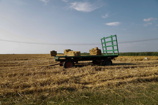 Hay / straw that's been loaded onto trailers right after being harvested and bailed.
