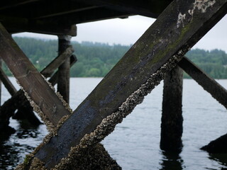 Fototapeta premium Barnacles on pier