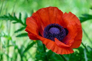 A macro of a single flowering plant, a poppy, which has a tall stem, long leaves and is among grass in a garden. The bright orange flower has a purple centre with lots of pollen.