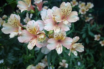 雨に濡れたアルストロメリアの花
