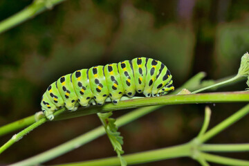 Сaterpillar of swallowtail 7