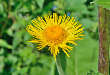 Flower of herb elecampane (Inula britannica) 1