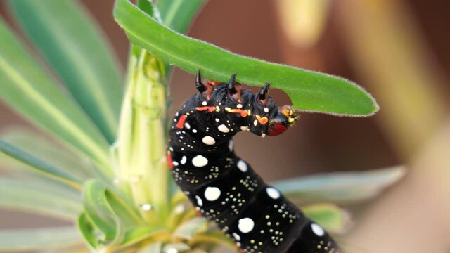 Spurge Hawk-moth (Hyles euphorbiae), caterpillar feeding on its food plant, a Cypress Spurge (Euphorbia cyparissias). Colorful Caterpillar Eating Green Leaf. macro 4k