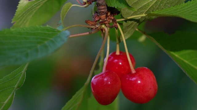 Picking ripe organic cherries - (4K)