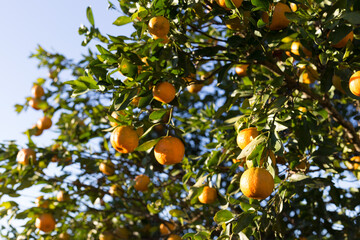 tree with oranges catching a beautiful sunlight