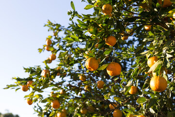 tree with oranges catching a beautiful sunlight