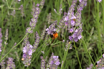 Bombus diversus diversus, A kind of Japanese bumblebee, consumes nectar from lavender flower.