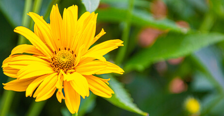 beautiful yellow daisy in the morning dew. Shallow depth of field
