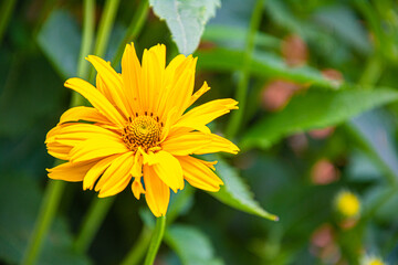 beautiful yellow daisy in the morning dew. Shallow depth of field