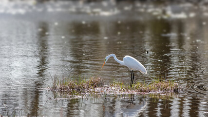 Snow white egret in the pond ready to hunt fish
