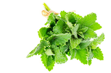 Bunch of fresh green Melissa officinalis isolated on white background.
