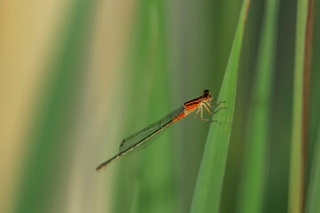 Close up shot of dragonfly on the leaf
