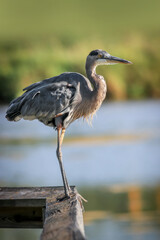 Close up shot of Blue Heron bird
