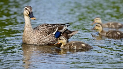 子どもたちを優しく見守るカルガモの母親