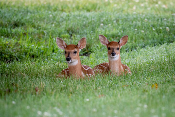 Twin white-tailed deer fawns laying down