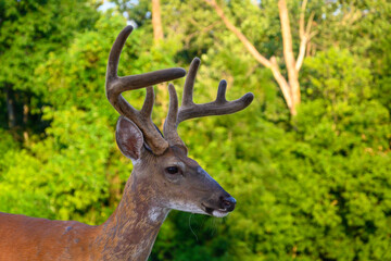 White-tailed deer buck with velvet covered antlers in summer