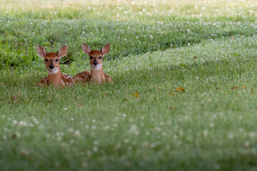 Fototapeta premium Twin white-tailed deer fawns laying down
