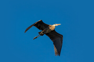 Grey heron in flight against blue sky

