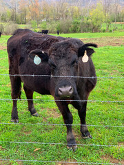 Cow Staring Through a Barbwire Fence 